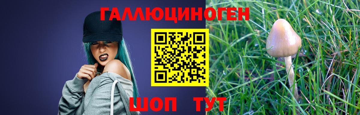 Галлюциногенные грибы Psilocybe Одинцово